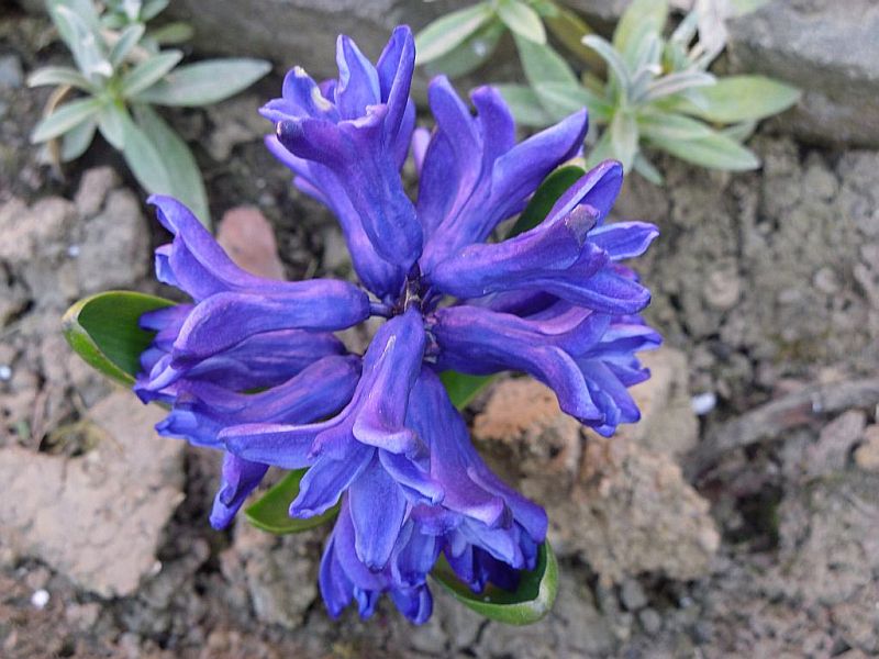 Hyacint na zahradě