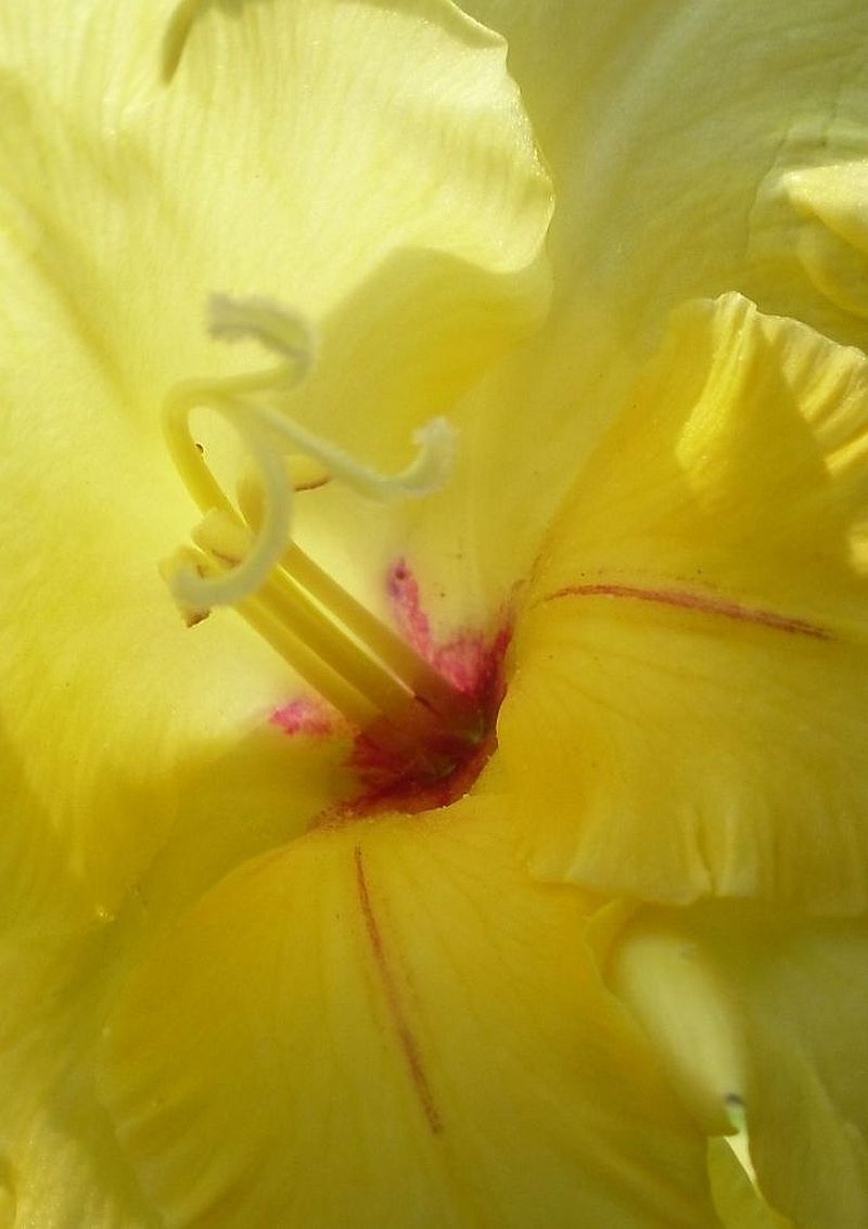 Detail květu gladiolu (2)