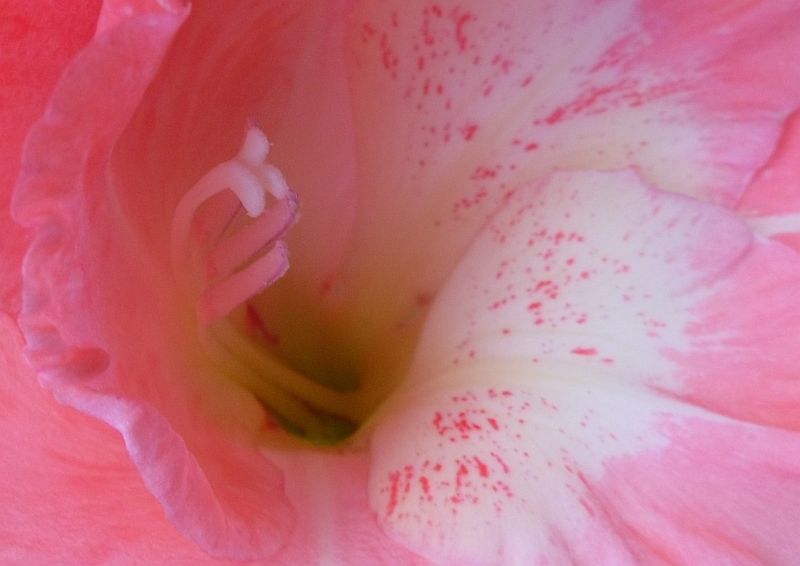 Detail květu gladiolu (3)