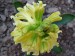 Hyacint na zahradě (2)