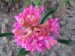 Hyacint na zahradě (3)