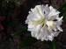 Hyacint na zahradě (4)