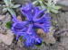 Hyacint na zahradě