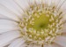 Detail květu gerbery