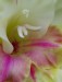 Detail květu gladiolu (4)