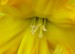 Detail květu narcisu